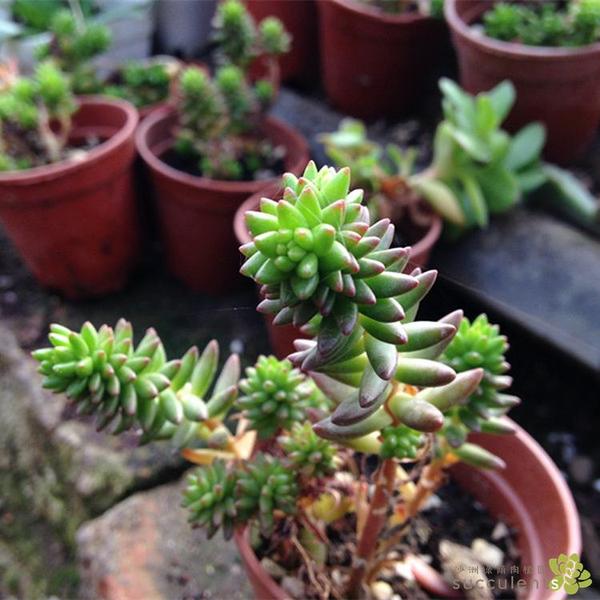 趣味多肉植物 白花小松 景天科塔莲属 品相好 沙洲绿荫出品