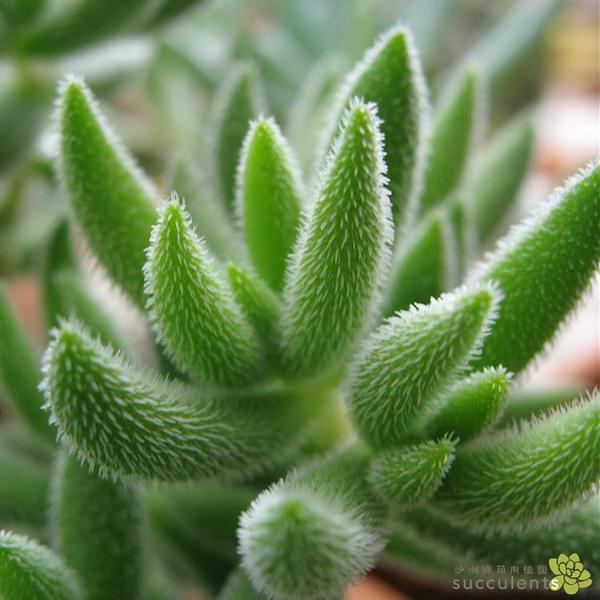 趣味多肉植物 绒针 银箭 景天科青锁龙属 沙洲绿荫出品