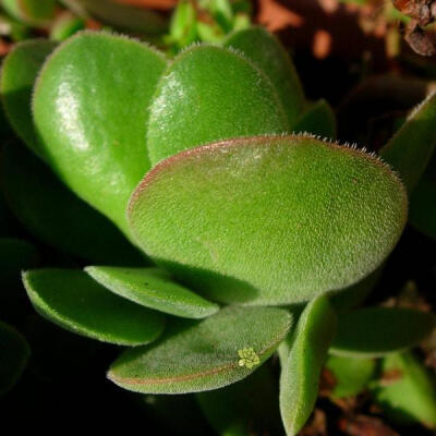 稀有多肉植物 圆刀 醉斜阳 景天科青锁龙属 沙洲绿荫