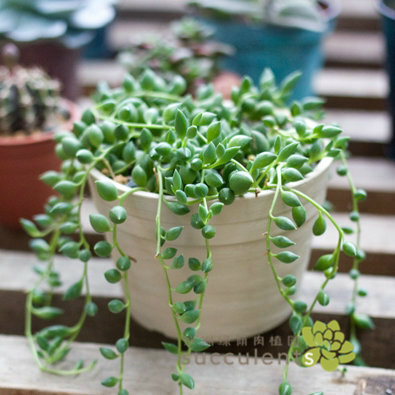 趣味多肉植物 弦月 大弦月 佛珠 菊科千里光属 沙洲绿荫出品