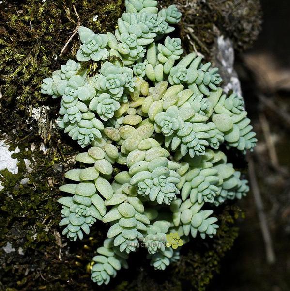 多肉植物 大姬星美人 景天科景天属 品相超好 沙洲绿荫出品