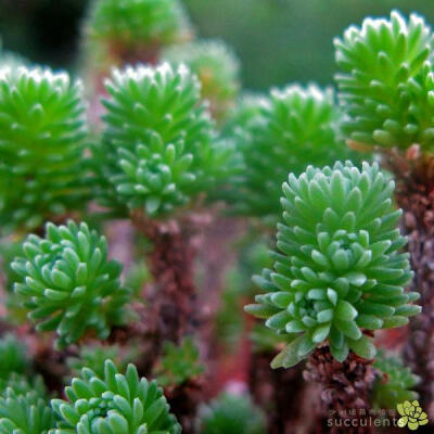 趣味多肉植物 球松 小松绿 景天科景天属 多头带根 沙洲绿荫出品