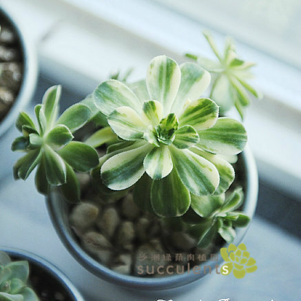 趣味多肉植物 爱染锦 景天科莲花掌属 沙洲绿荫出品