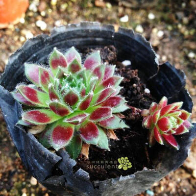 多肉植物 紫牡丹 景天科长生草属 沙洲绿荫出品