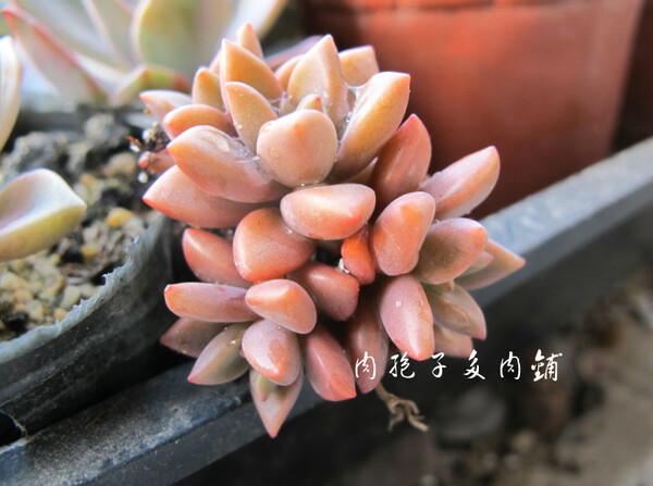 肉孢子多肉铺 姬胧月 红宝石花 多肉植物 防辐射吸甲醛 花卉