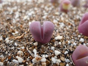 肉孢子多肉铺 生石花 红大内 紫色屁股花 1年生 多肉植物