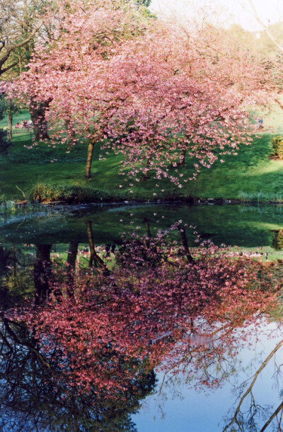 摄影,胶片,纪实,复古,旅行,欧洲,日本,日系,和风,自然,风景,视觉,色彩,恋物,植物,花