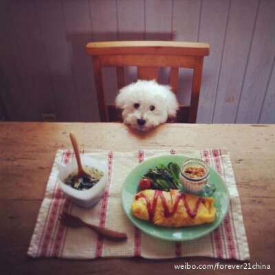 小比熊Raito的主人是位美食家，喜爱制作各种美食和糕点。Raito每次都乖乖地在饭桌旁等候着主人一同享用美食,懂事的摸样萌化了不少妹纸的心…好想养只一起吃饭的小比熊有木有~(图片转自网络)