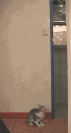 捉老鼠神马的都弱爆了！看哥给你捉一只蝙蝠！！老鼠中的空姐！~~~~~~~~