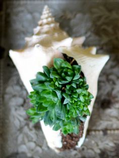 Plant succulents in a shell!