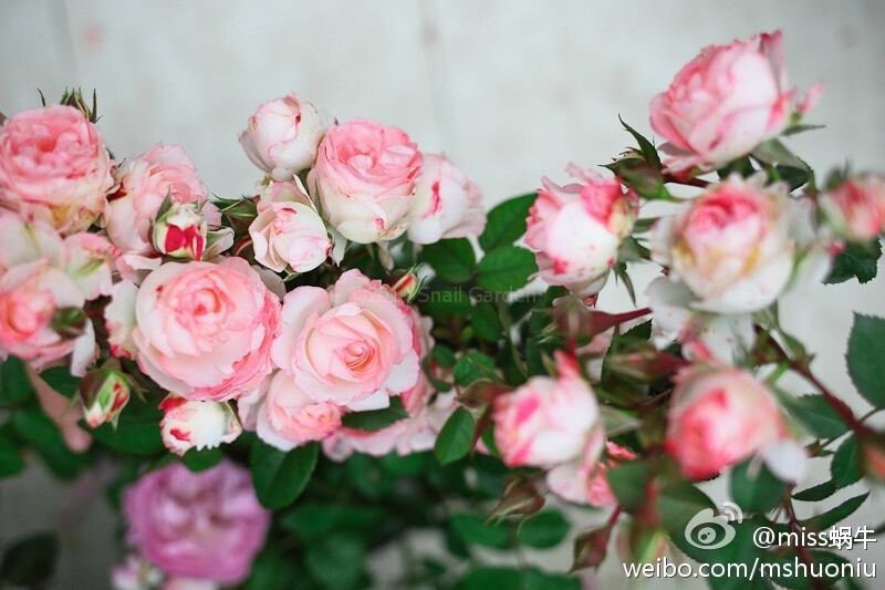 @miss蜗牛 的月季