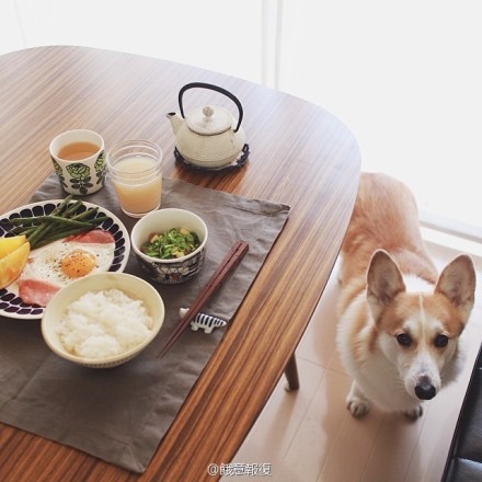 有美食和萌宠相伴的生活才完美