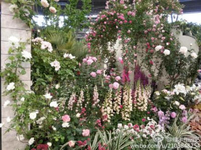 #东京国际玫瑰展#不同方位不同色彩的花园
