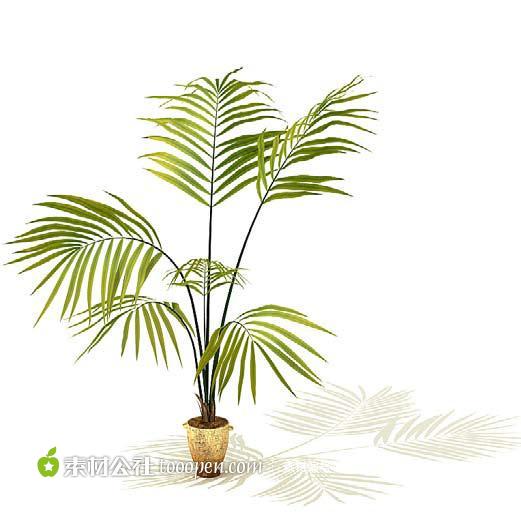 精致3D盆栽模型盆栽植物模型室内盆景