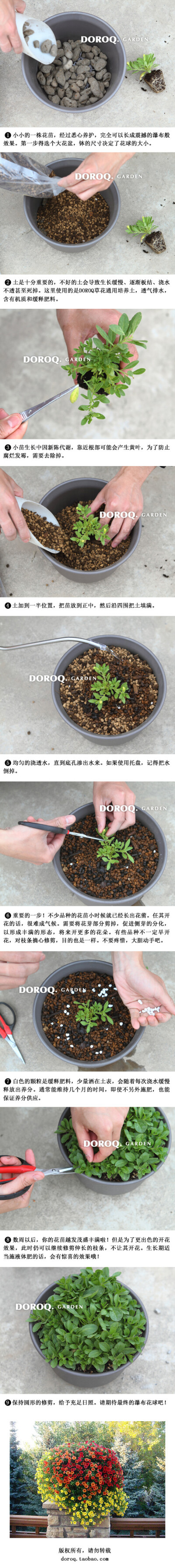 以百万小铃/舞春花为例的草花种植特集