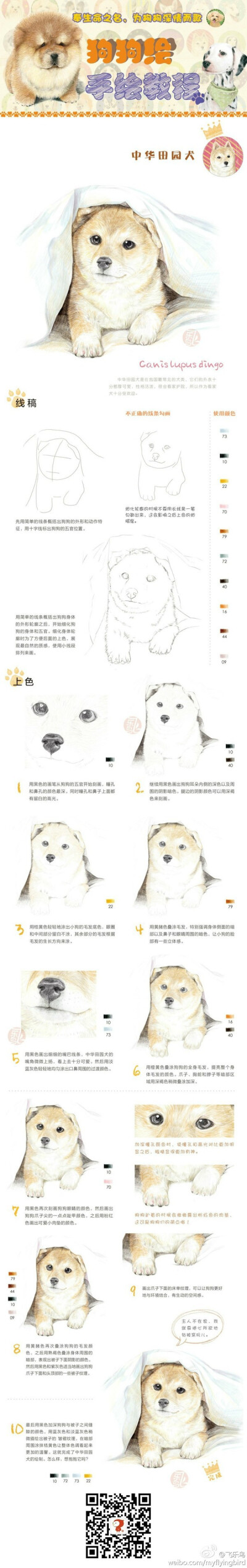 【绘画教程】中华田园犬