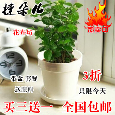 白色茉莉花室内办公室阳台盆栽花卉植物茉莉花苗盆景绿植防辐射