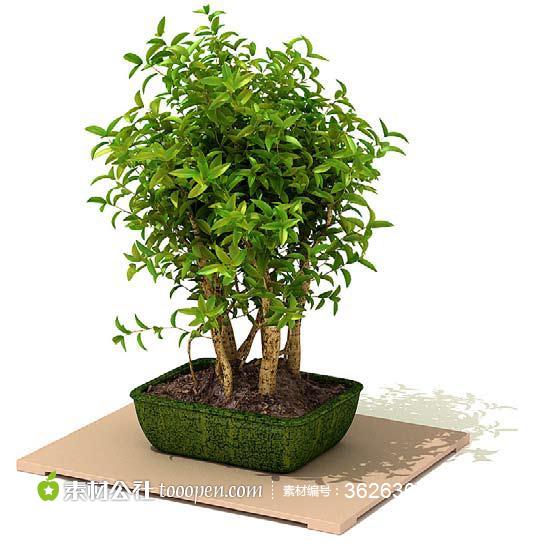 精美盆栽植物高清3D模型