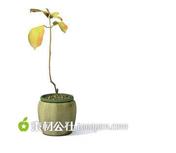 3d模型花卉盆栽植物模型