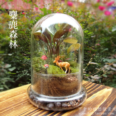 下午的理想苔藓微景观/【麋鹿森林】/创意盆栽/养一辈子的植物