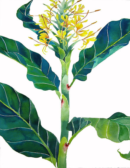 新西兰艺术家Mango Frooty水彩植物作品——（第二部分）