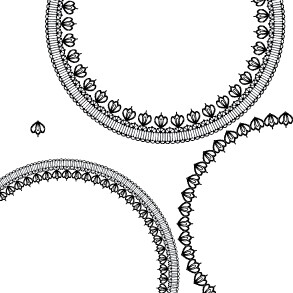 圆形蕾丝边矢量素材-花边-矢量
