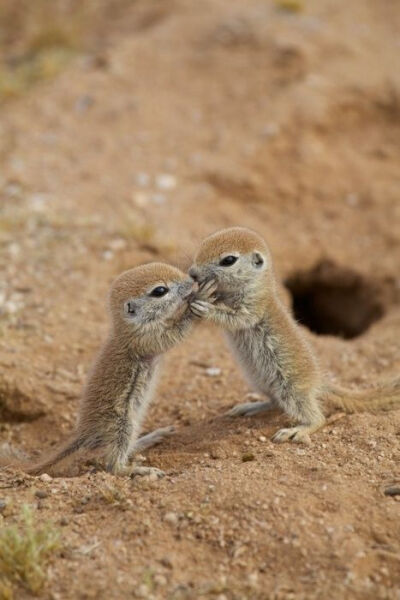 Baby Meerkats