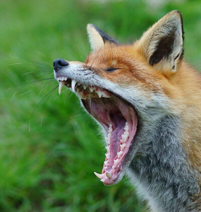 Yawning red fox, by Peter G. Trimming