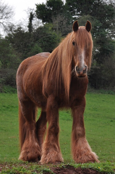 A rare Red Shire horse in Devon England