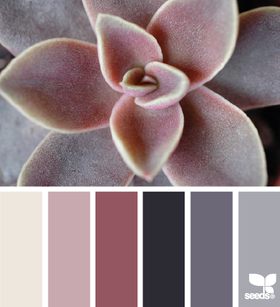 succulent hues