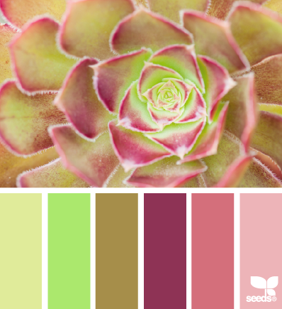 succulent palette