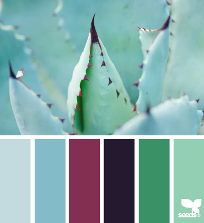 succulent hues