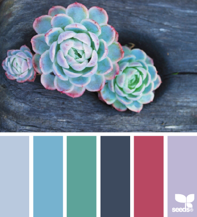 succulent hues