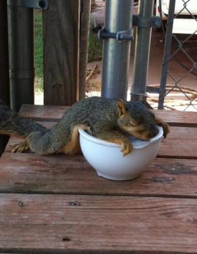 Squirrel laying on a bowl of ice in 115 degree Oklahoma.