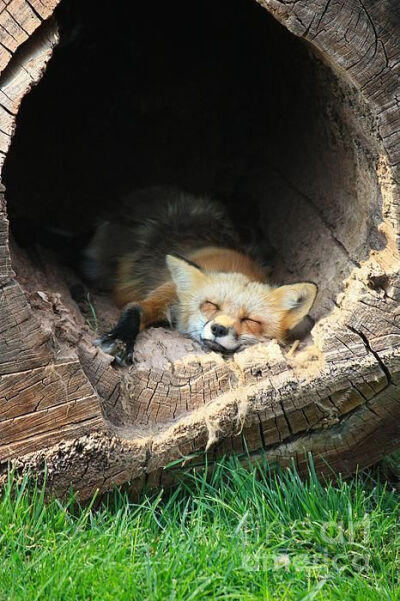 Sleeping fox