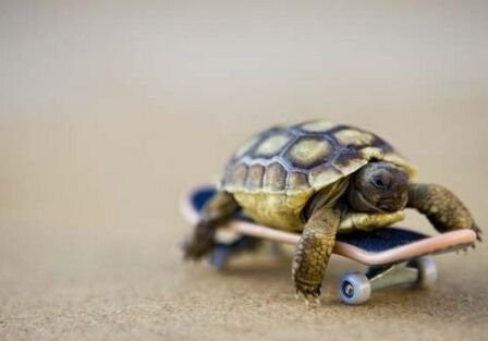 turtle on the go