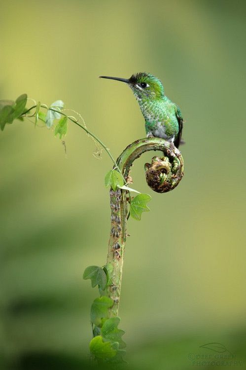 Perched on something instead of flying