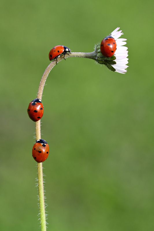 ladybirds