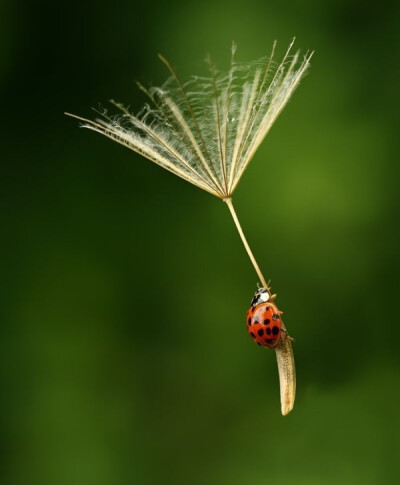 A ladybug getting a lift