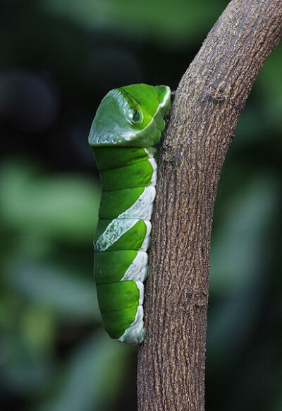 The Great Mormon (Papilio memnon) is a large butterfly that belongs to the swallowtail family and is found in southern Asia.