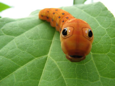 Spicebush Swallowtail Caterpillar