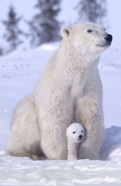 当地时间2012年12月10日，美国摄影师Keren Su在加拿大Waspusk国家公园拍了一组北极熊妈妈与熊宝宝的有爱照片，足以融化最冰冷的心。在其中一张照片里，熊宝宝躲进妈妈怀里，熊妈妈用双臂把它揽在身下。