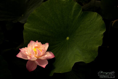 Kuanying Fu-Lotus and its leaf