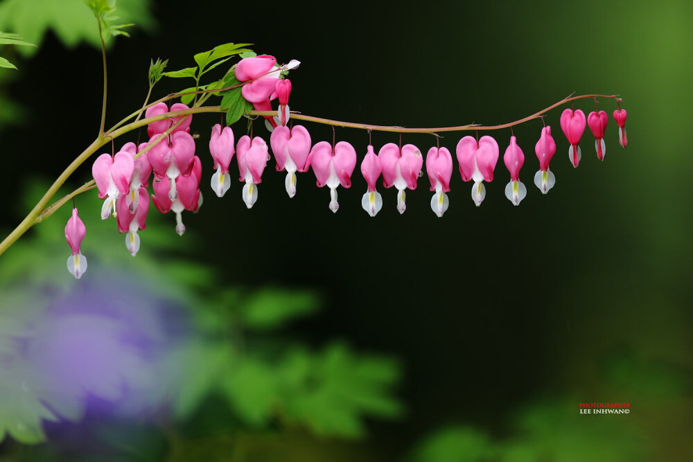 LEE INHWAN-Dicentra spectabilis