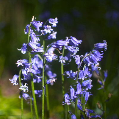 Robert Wilson-Bluebells