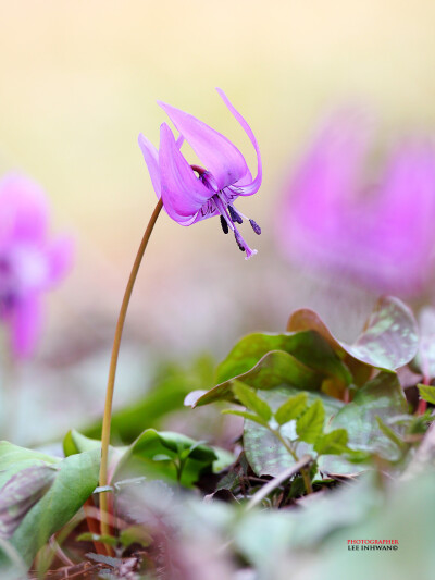 LEE INHWAN-Dogtooth violet