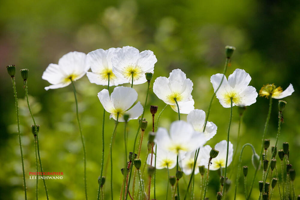 LEE INHWAN-White poppy