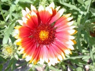 红黄太阳花图片