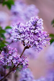 丁香花圖片