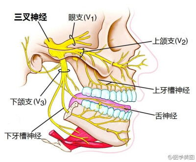 三叉神经及其分支分布图，有助于理解为什么三叉神经痛易与牙痛混淆